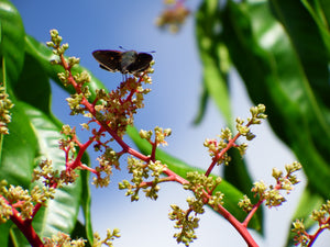 Little Black Moth on a Mango Flower