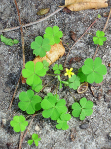 A very Photogenic Clover Plant