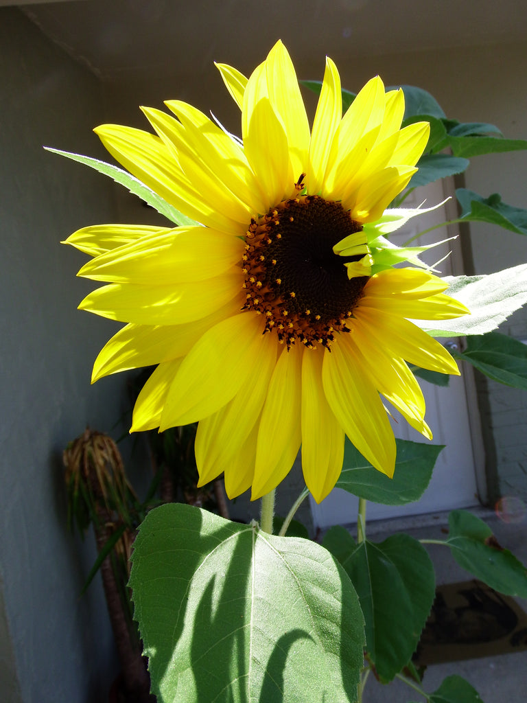 Two Very Photogenic Sunflowers