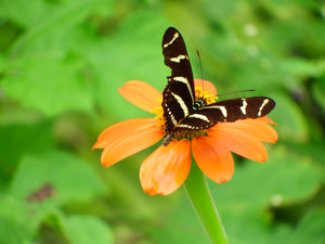 The Butterflies and the Orange Flowers