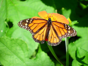 My Lovely Monarch Butterfly