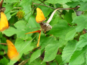 Orange Butterflies on Top of Dead Flower