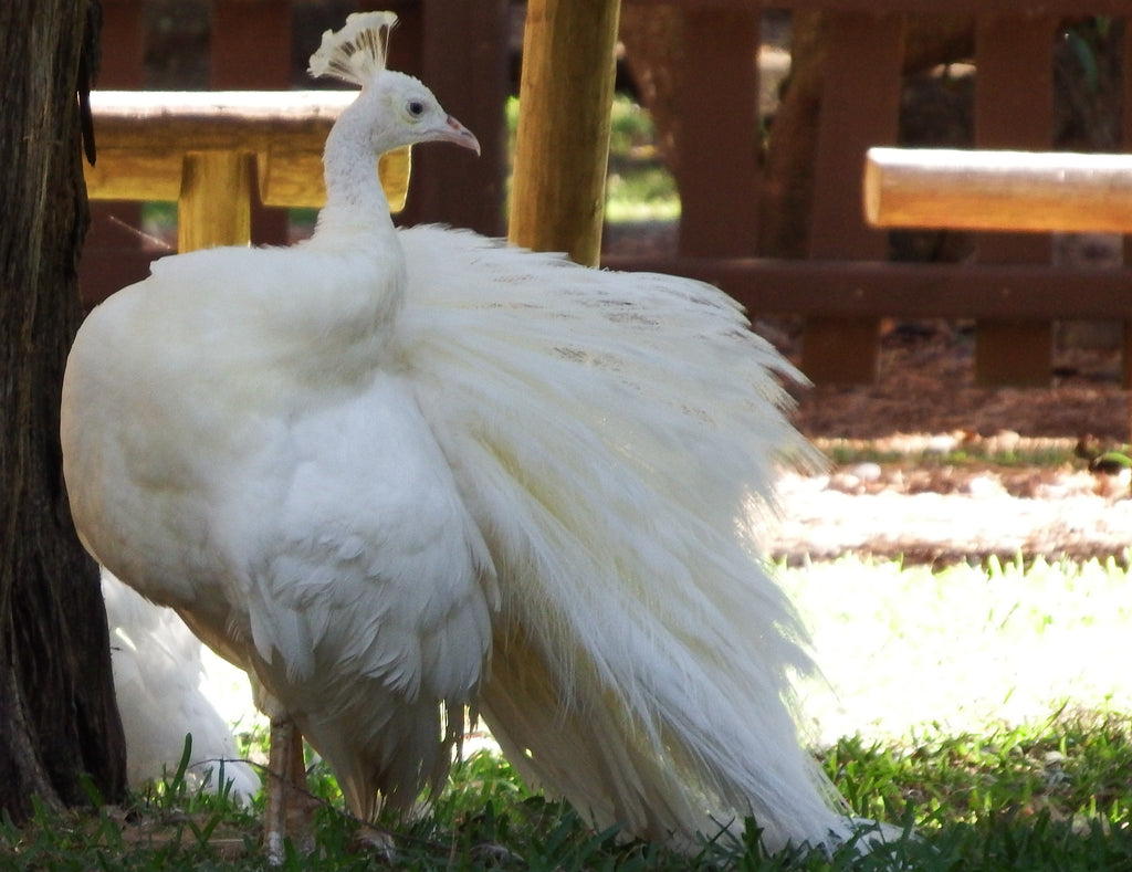 Albino Peacock in the Fountain of Youth
