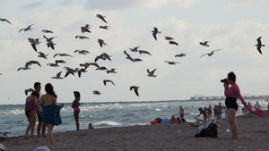 Photographing A Flock of Seagulls