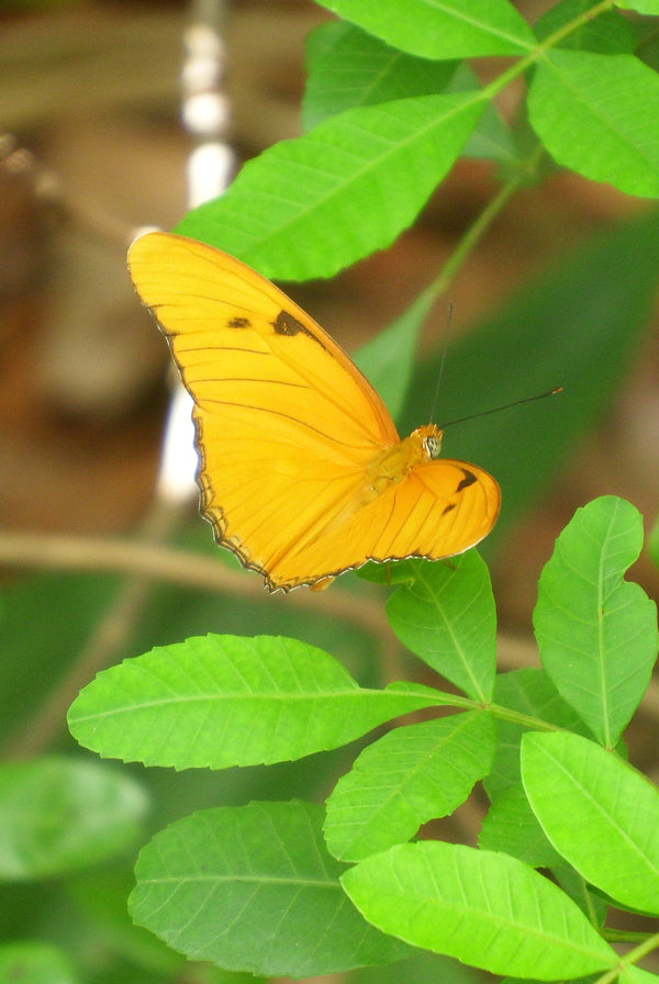 May Spring Butterfly Photography