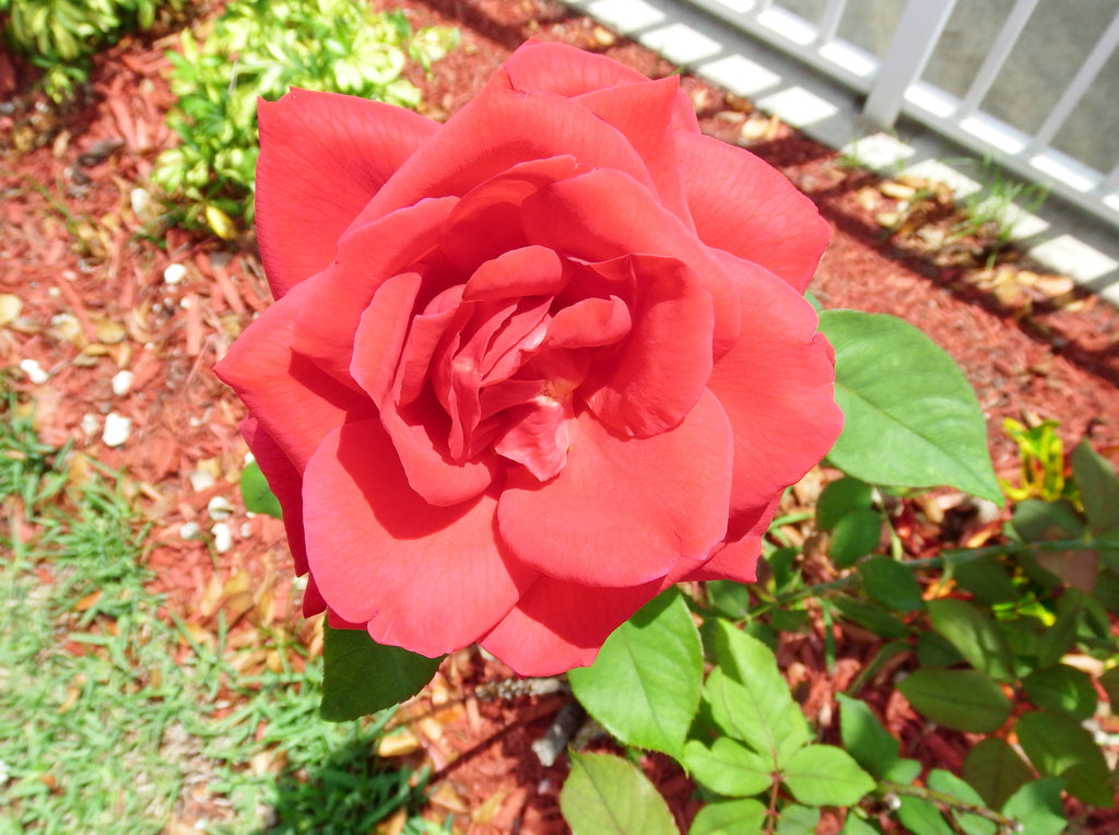 The rose that grew in my Garden