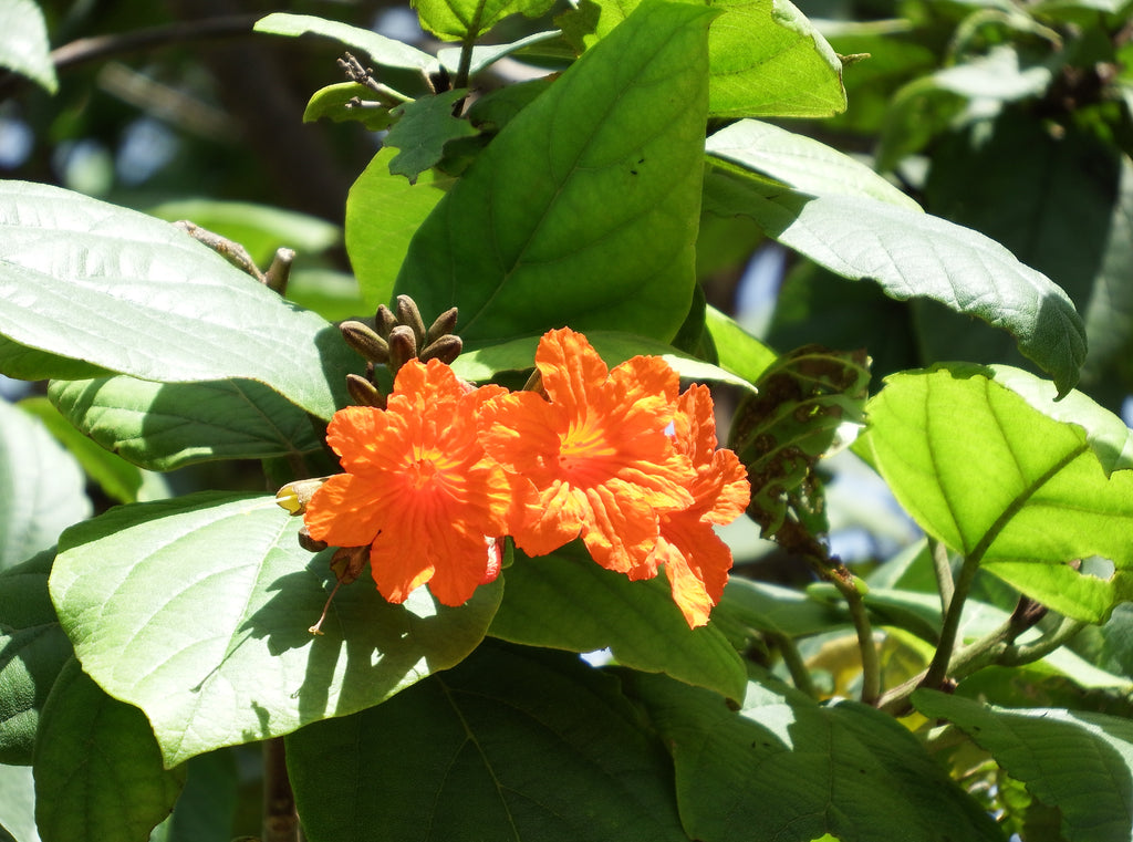Cute Orange Florwers in Punta Cana