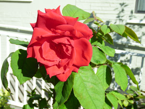 My Newest Rose