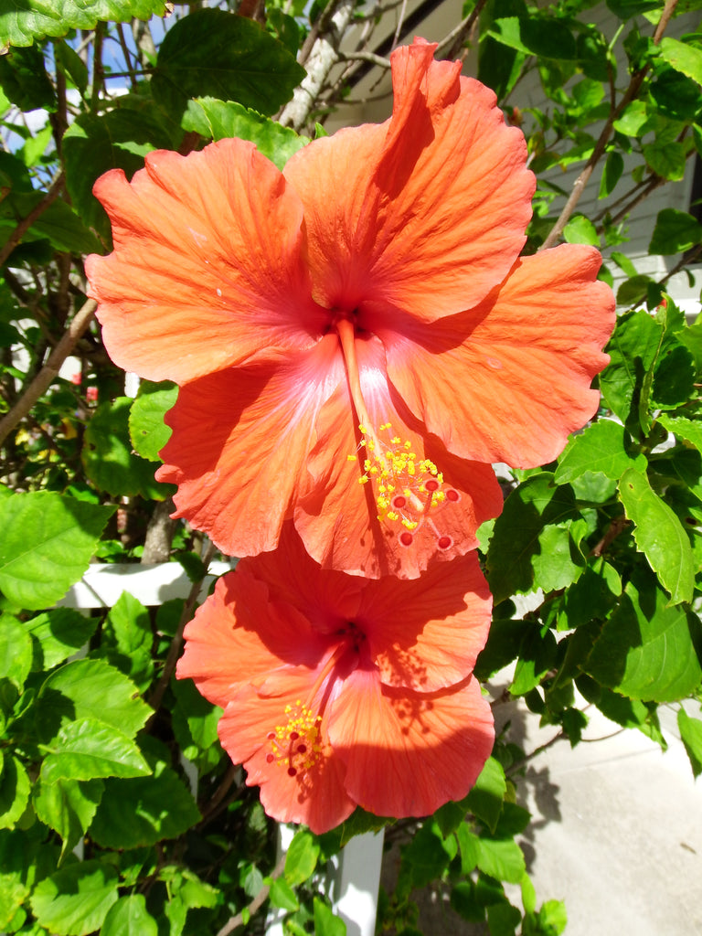 The New Blooming Hibiscus Flowers