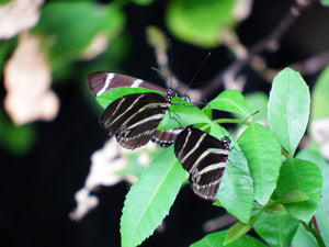 The Butterflies in My Garden