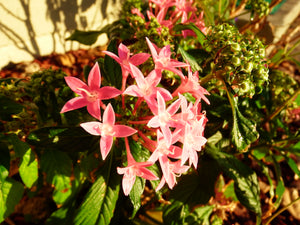 Pink Flowers at Sunset