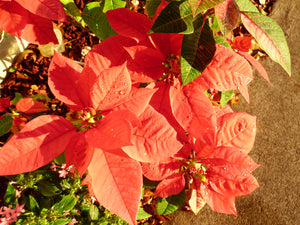 Poinsettia Flowers at Sunset