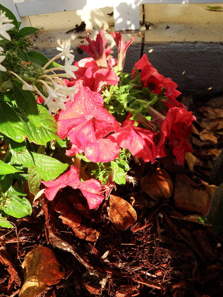 The Flowers I planted in my Garden