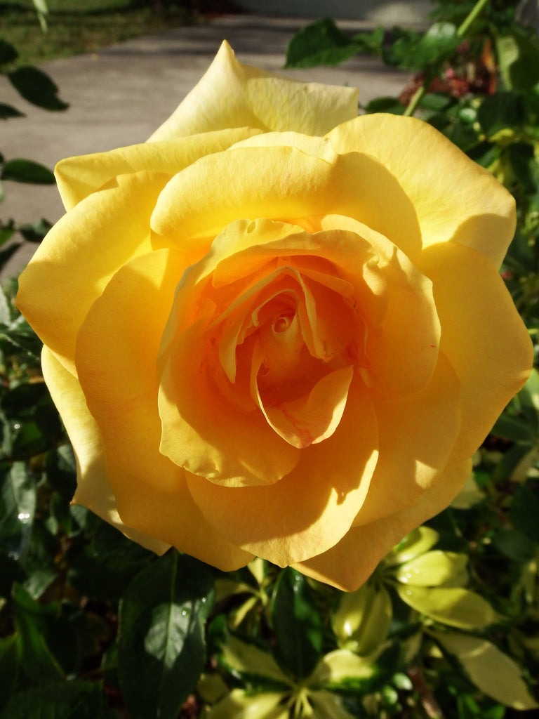 My Inspiring Yellow Rose