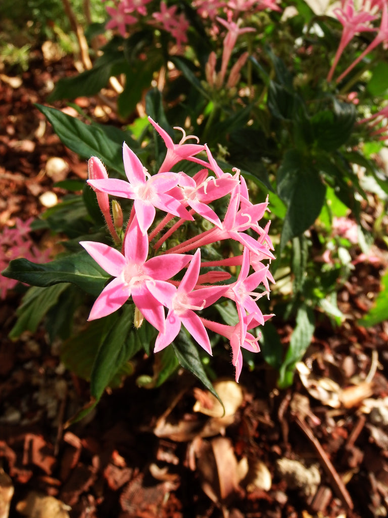 Windy Flowers