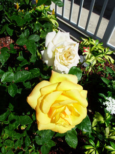 My Yellow Rose Bush