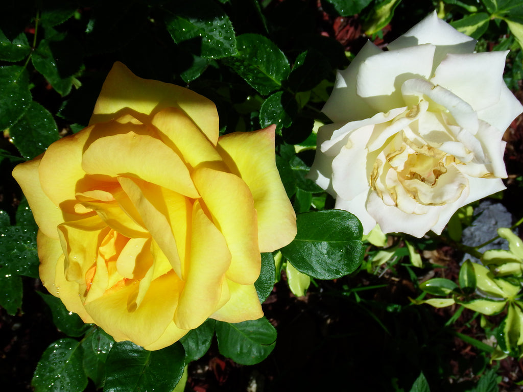 Much Ado About Roses