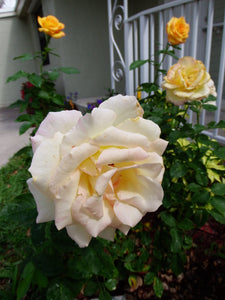 The Last Rose Photos for Now