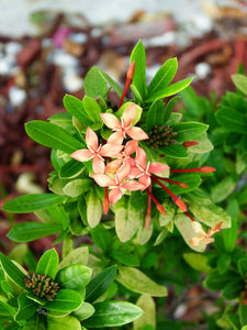 Cute Flowers Red Flowers of Mine