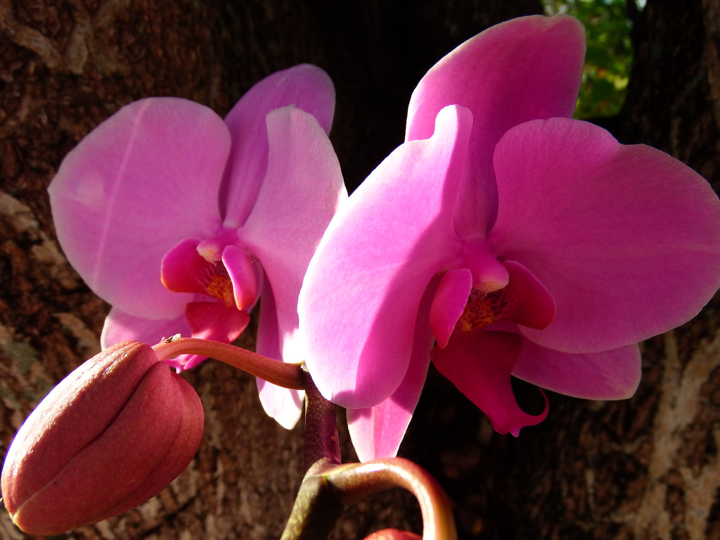 Two Pairs of Orchids of Mine