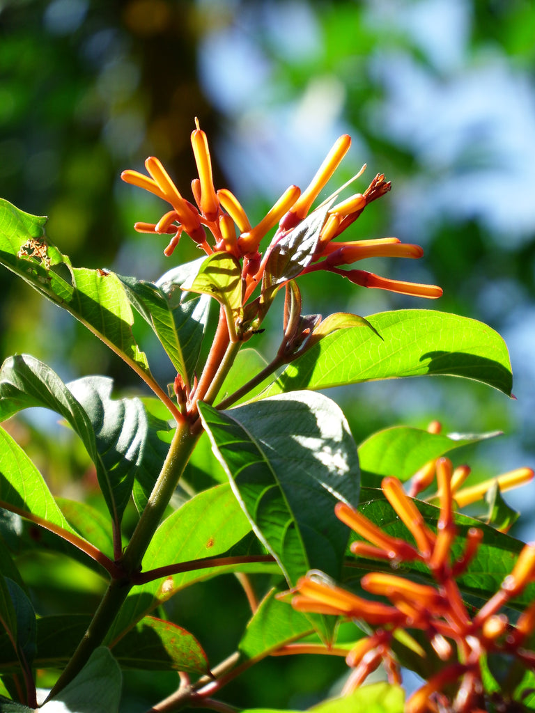 Orange Flowers and the Like