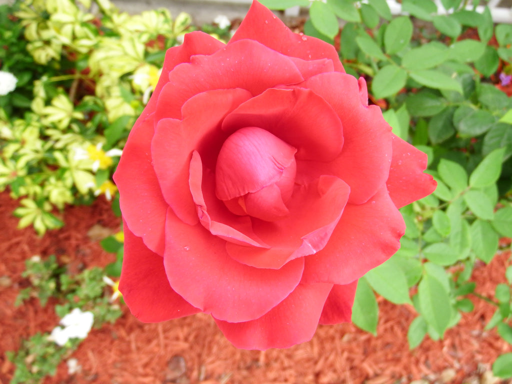 Elegant Red Rose Bloomed