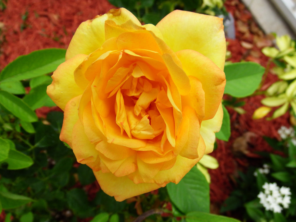 A Yellow Rose of Mine