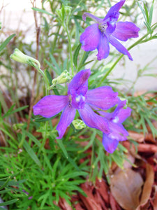 Much Ado About My Delphiniums