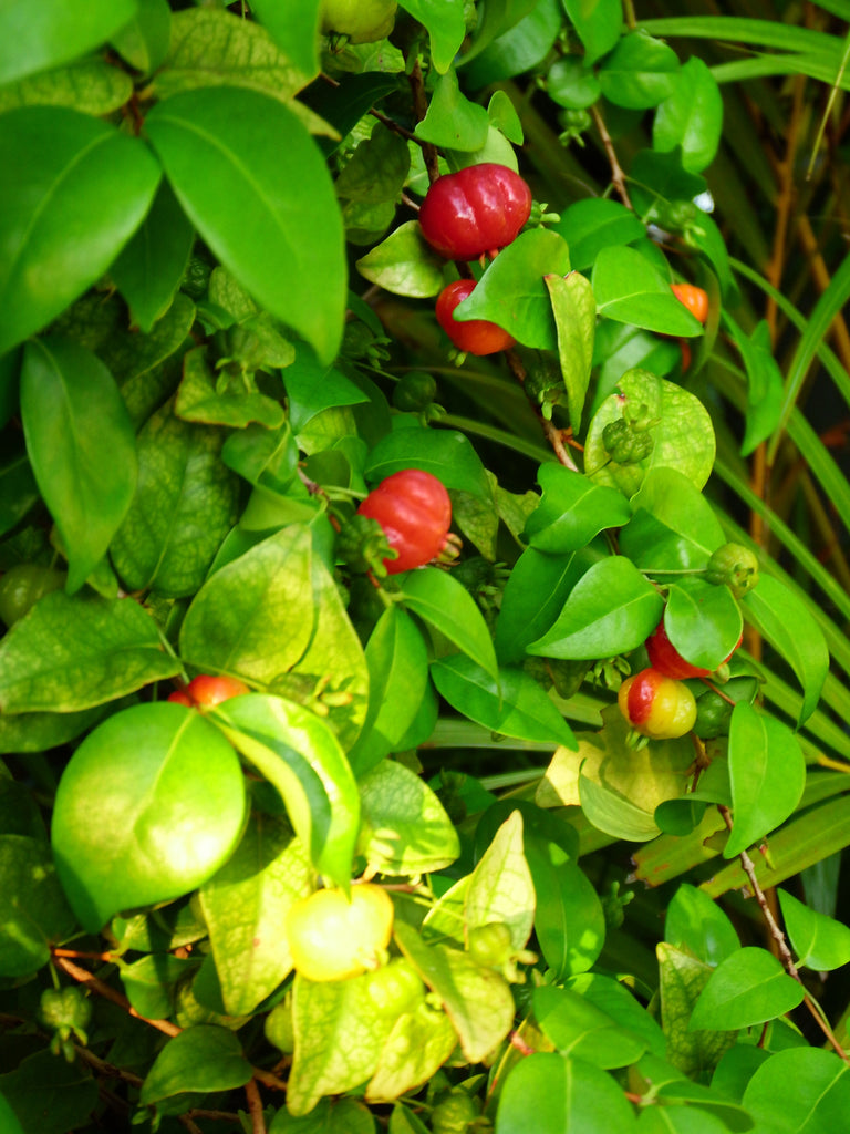 Fruits on a Bush