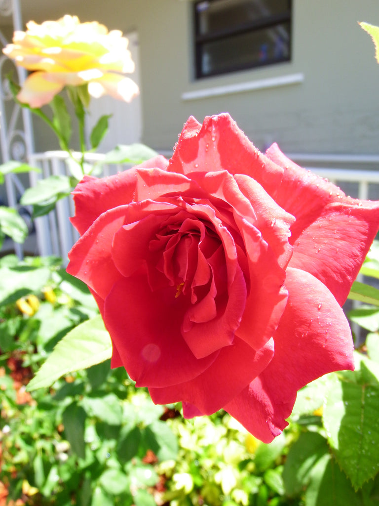 Much Ado About Roses And The Like