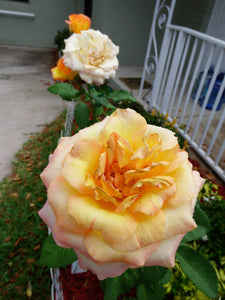 More Roses Photography