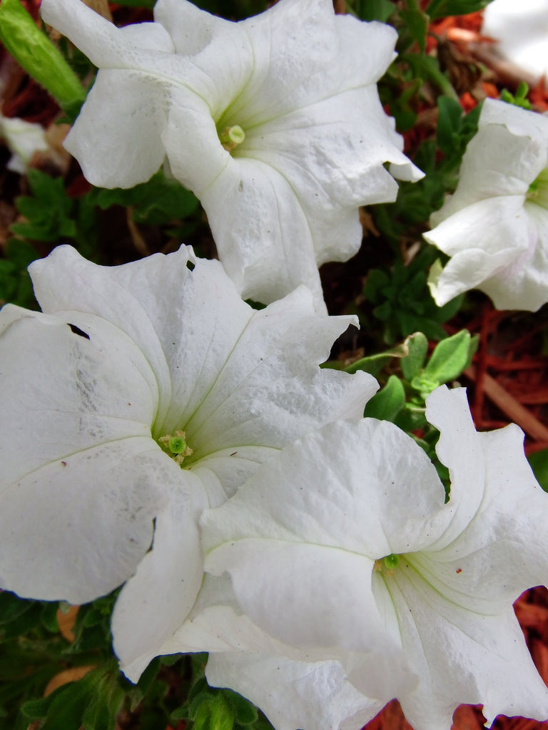 Silly White Flowers And the Like