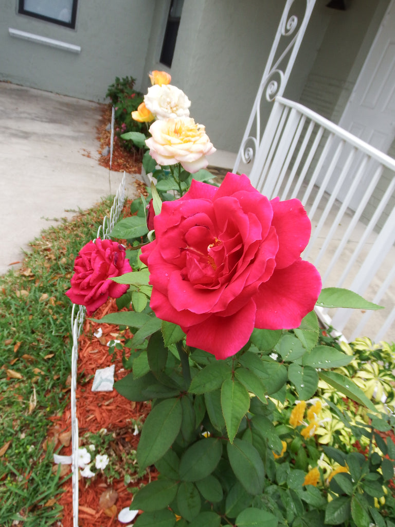 Much Ado about the Red Rose Bush