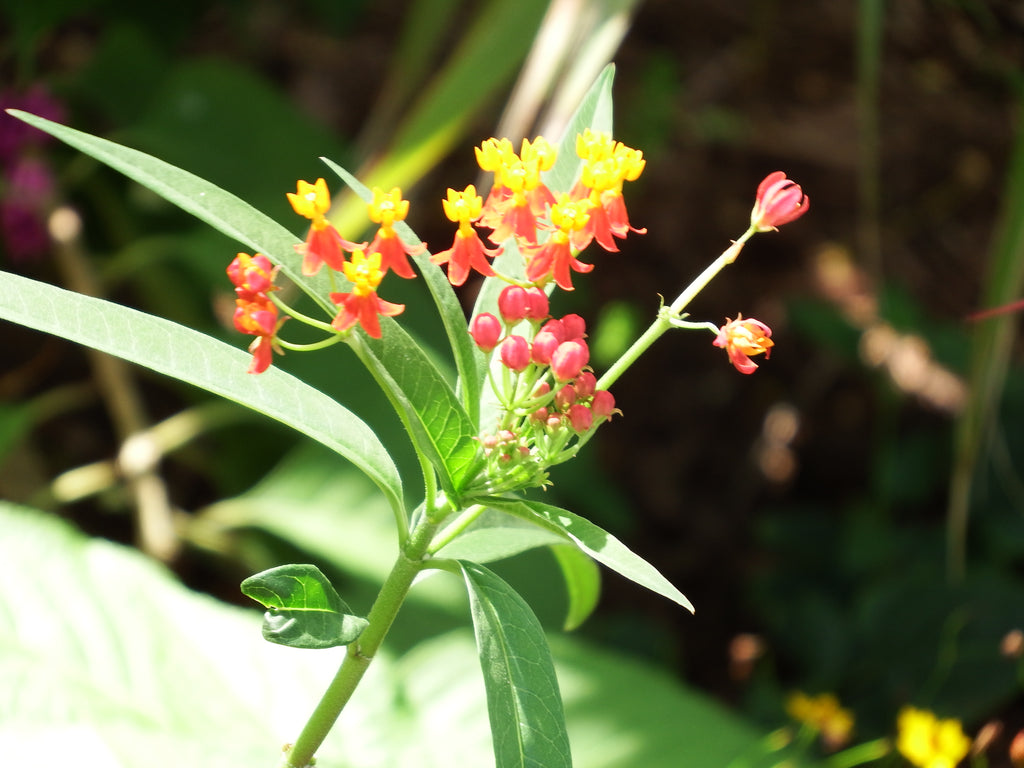 Floral Photography