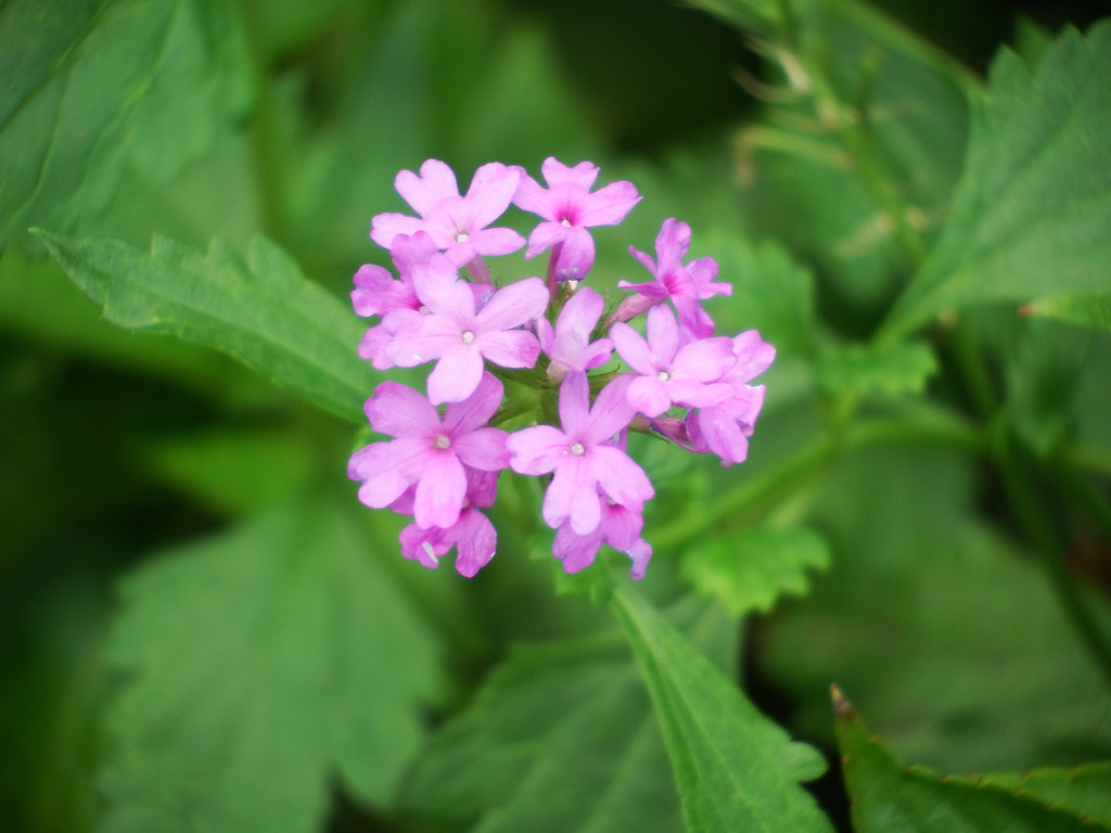 Flowers and Other Hobbies