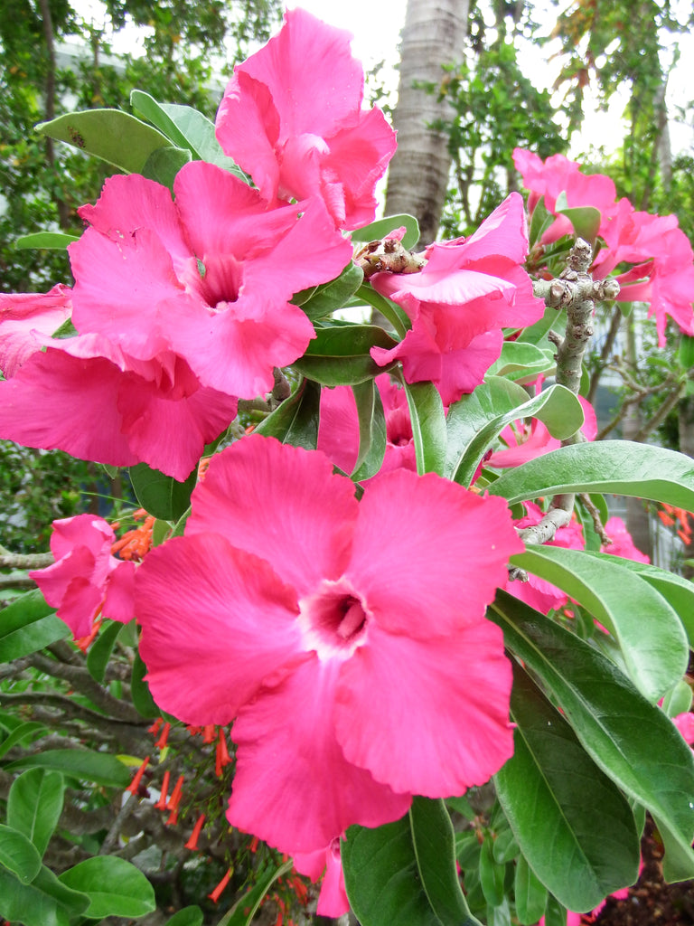 Beautiful Flowers and the Rain