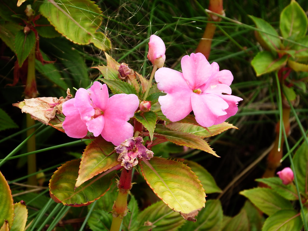 Pretty Silly Flowers and More