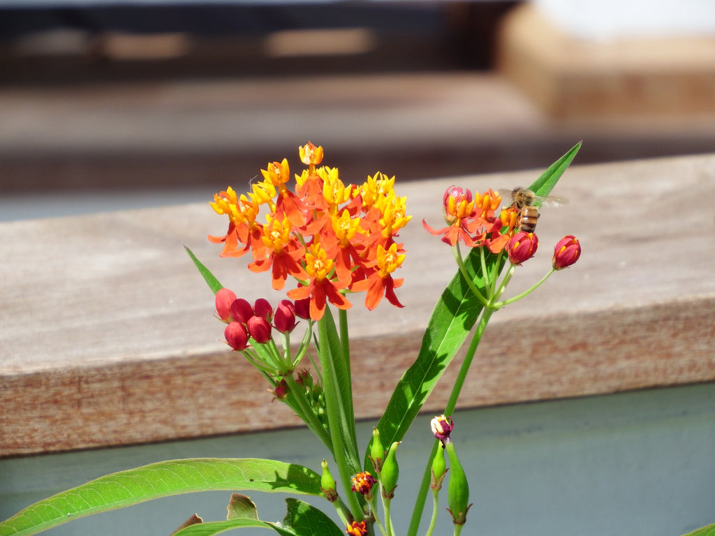 Flowers and a Bee