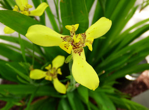 Pretty Flowers of the Parrot Keys