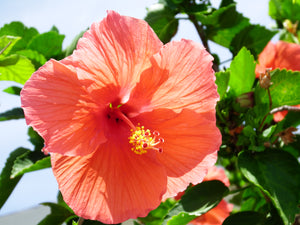 Hibiscus and the Like