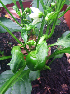 Habemus Bell Peppers