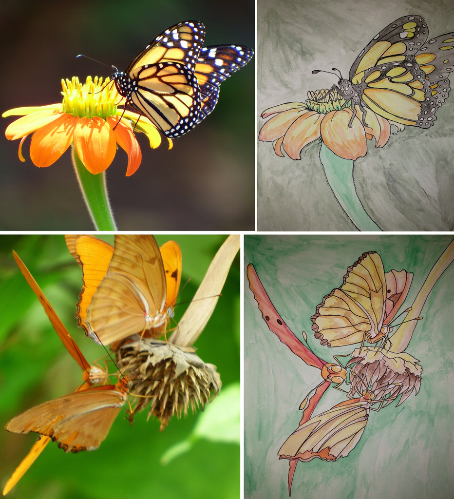 Butterflies on Mexican Sunflowers Watercolor Paintings