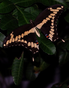 Eastern Swallowtail Butterfly in my Backyard