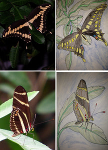 Black Swallowtail Butterfly and Zebra Butterfly Watercolor Paintings