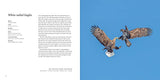 100 Flying Birds: Photographing the Mechanics of Flight