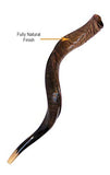 Medium Yemenite Kudu Horn Shofar by Peer Hastam, Made in Israel (30-33 Inches, Natural Finish)