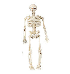 Dollhouse Miniature Spooky Halloween Skeleton