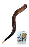 Medium Yemenite Kudu Horn Shofar by Peer Hastam, Made in Israel (30-33 Inches, Natural Finish)