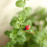 COSMOS Mini Wood Ladybugs Shaped Stickers Miniature Dollhouse Bonsai Fairy Garden Landscape Ladybugs Decor, 100 Pieces