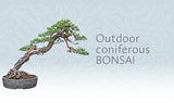 The Bonsai Beginner's Bible